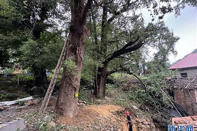 怎么救罗汉松。