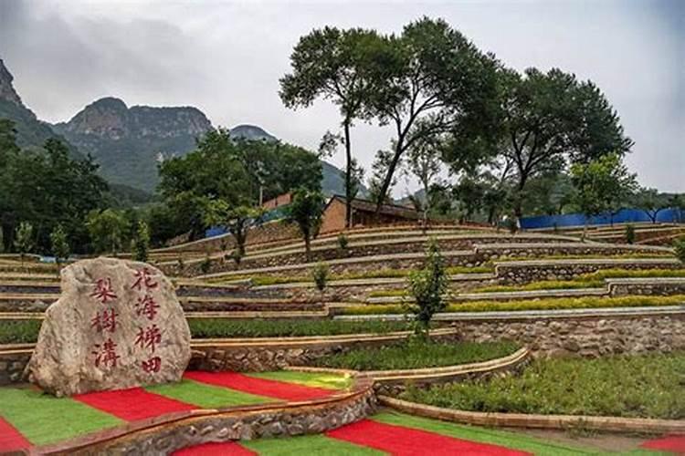 莱阳梨什么时候成熟 2024年正宗莱阳梨多少钱一斤