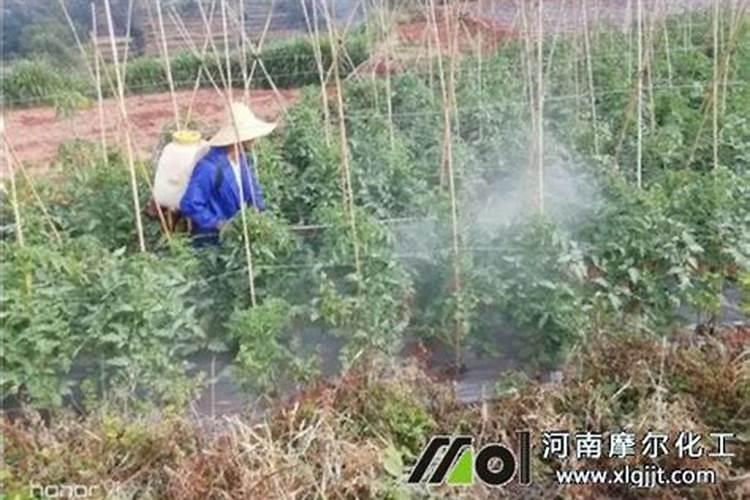 钙肥的缺乏和过量对草莓有什么危害？