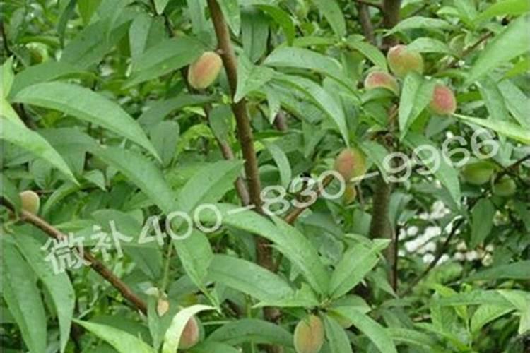 桃树幼果期需要什么肥料