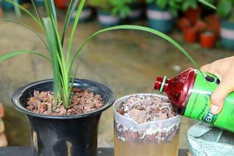 种植无花果适合用什么肥料？