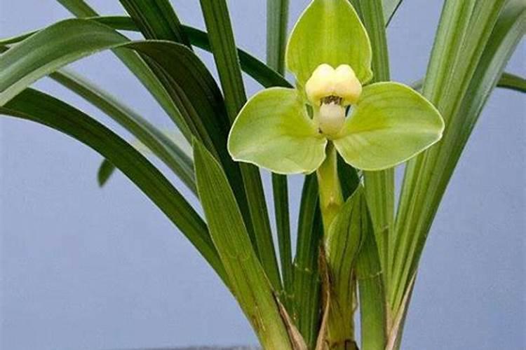 兰花怎么上肥料？