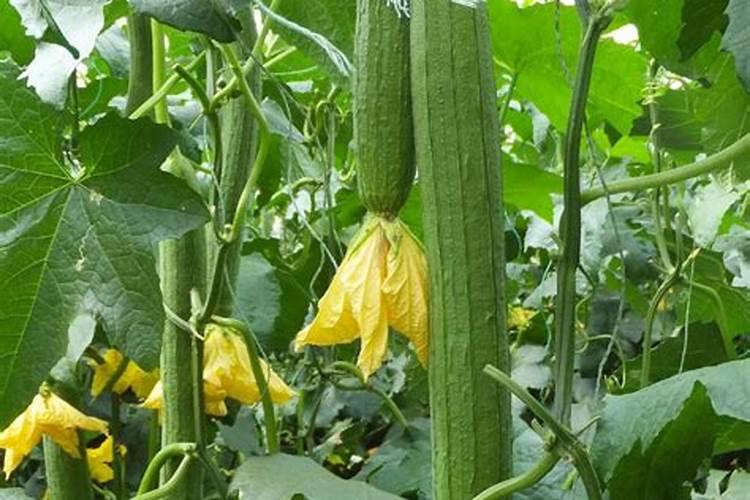 丝瓜中后期用什么肥料追肥