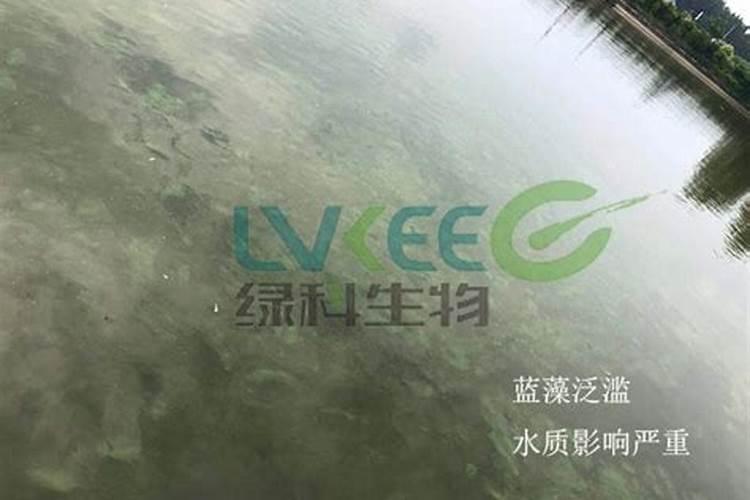 荸荠怎样种植技术