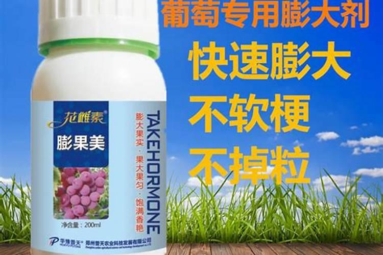 夏黑葡萄用什么膨大剂 附膨大期施肥诀窍