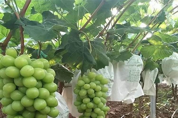 葡萄什么时候喷施叶面肥,喷什么肥,方法是什么