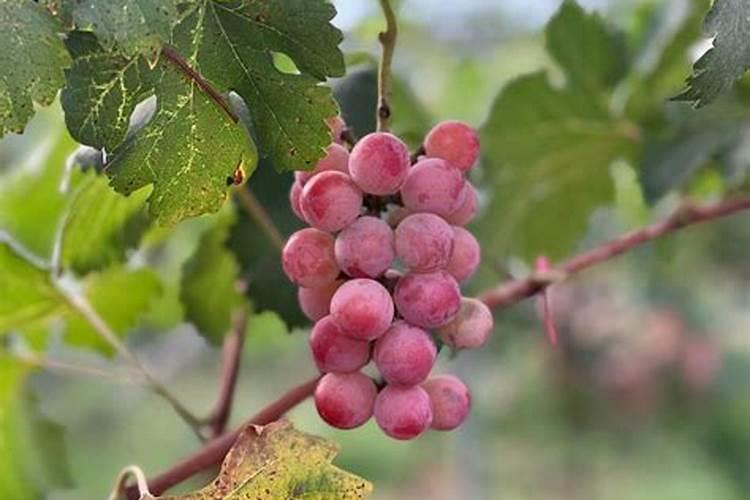 葡萄叶面肥用那种好