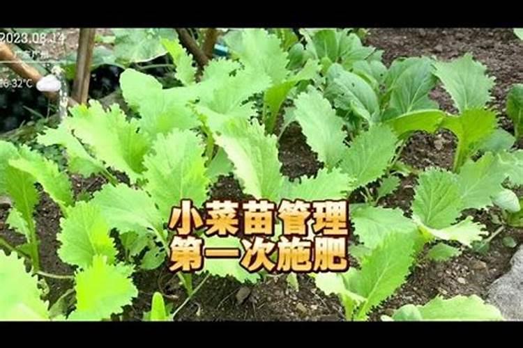 青菜施什么肥最好