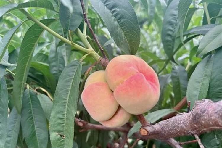 打什么叶面肥能使晚熟桃成熟的早,我的雪桃成熟太晚了,而且着色也晚,我...