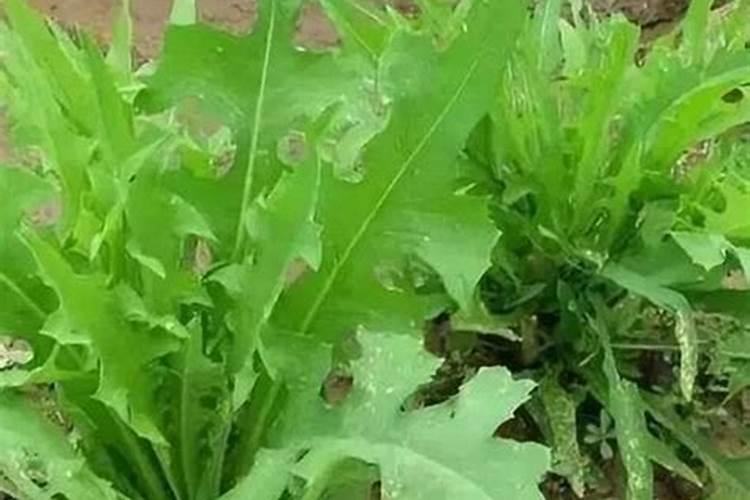 麦的种植是从什么时候开始的 苦麦菜的种植时间