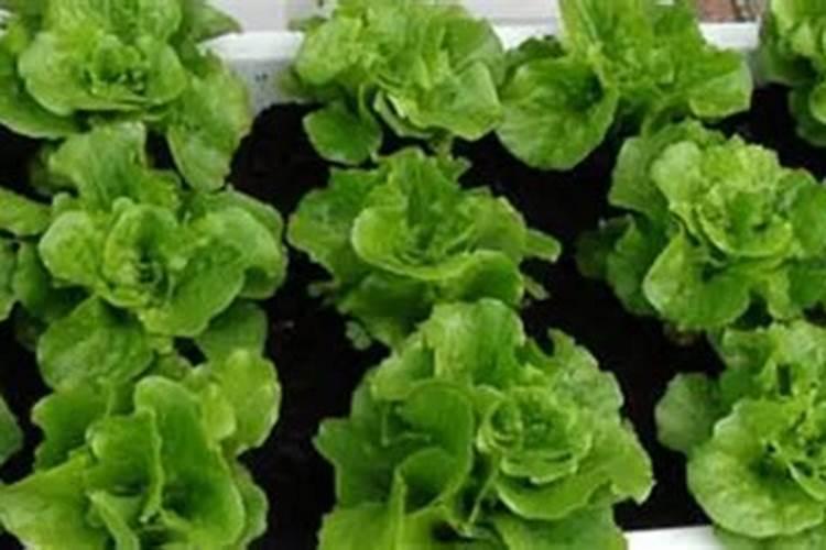 青菜在秋天种植的时候该怎么去施肥？一般施什么肥料？多久需要施肥一次...