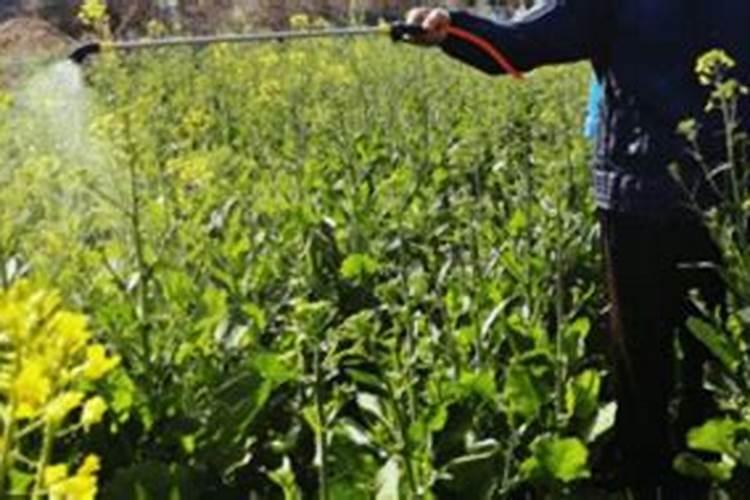 种植油菜该怎么施硼肥？