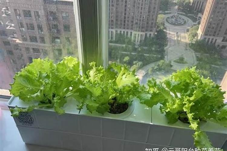 花生什么时候打钙肥？