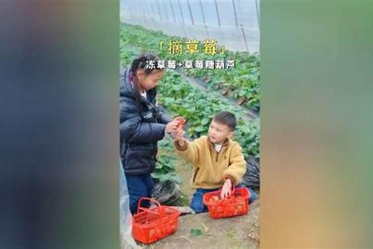 盆栽草莓要施什么肥料