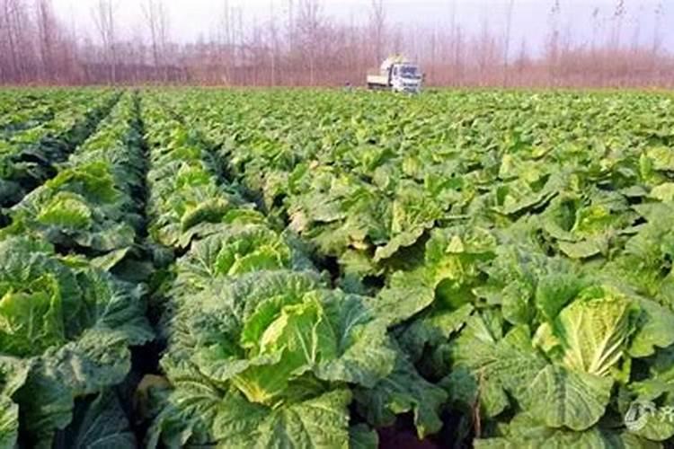 大白菜追肥用什么肥料好