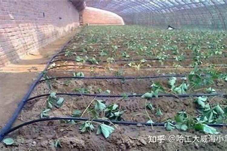 抗寒抗旱的肥料