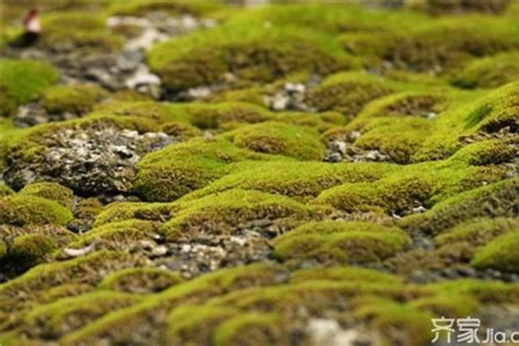 青苔最怕什么肥料？