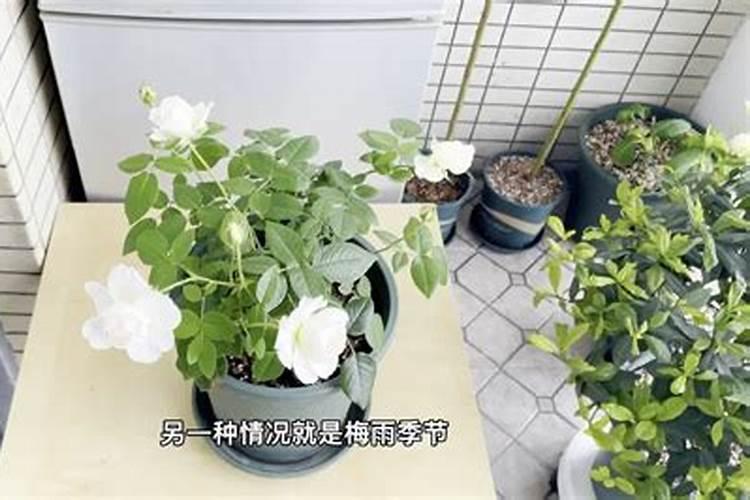 月季枝叶枯黄怎么办。