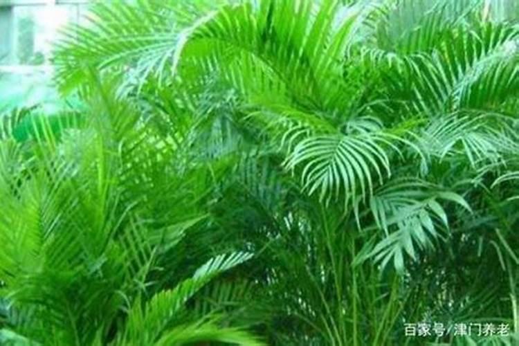 散尾葵叶子干枯(散尾葵叶子干枯的原因及防治方法全解析)
