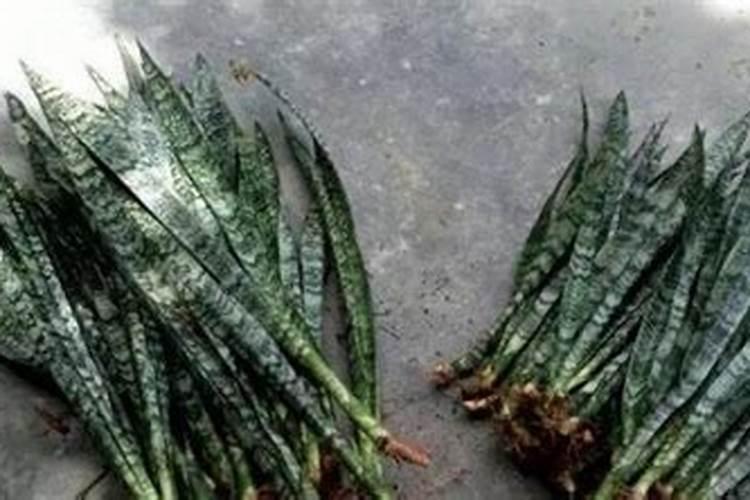 虎皮兰老是不生根
