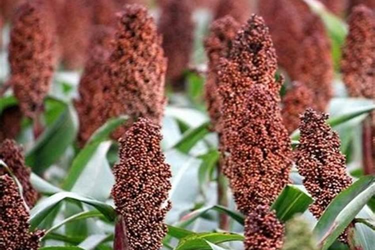 大棚里种植西红柿怎么施肥最好