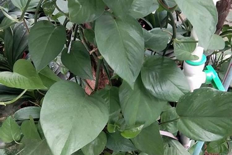 芸苔素的作用和使用方法 芸苔素如何分辨真假