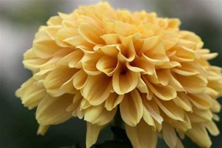 菊花开花期间怎么浇水和施肥
