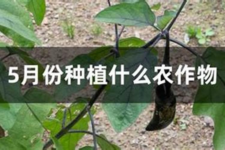 五月份可以种植什么蔬菜