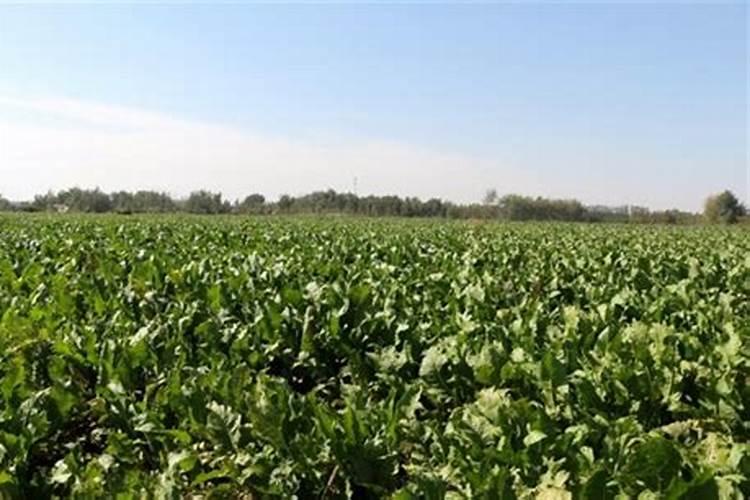 根茎十字花菜是什么意思？