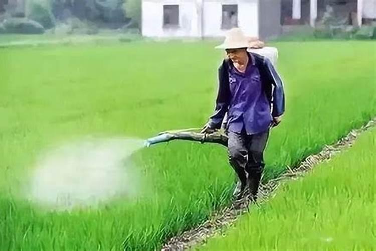 设施甘蓝喷施芸苔素和包心剂