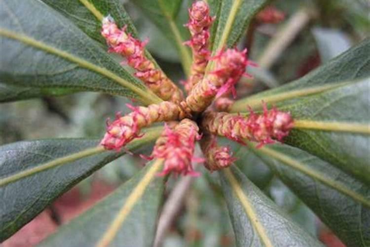 如何调整杨梅种植管理以提高坐果率？