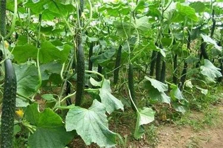 黄瓜施什么肥料最好夏季？