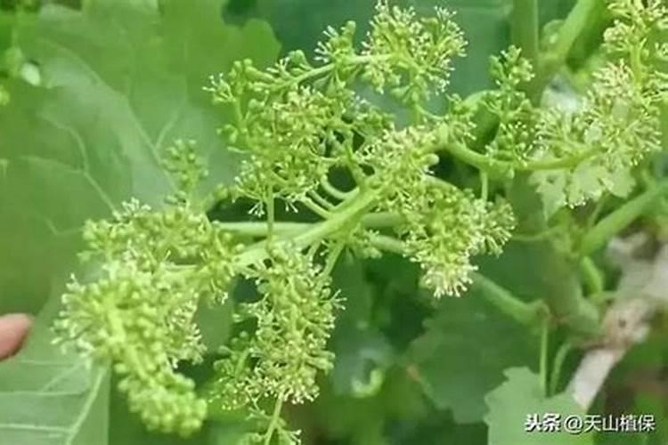 葡萄叶面硼肥盛花期能喷吗