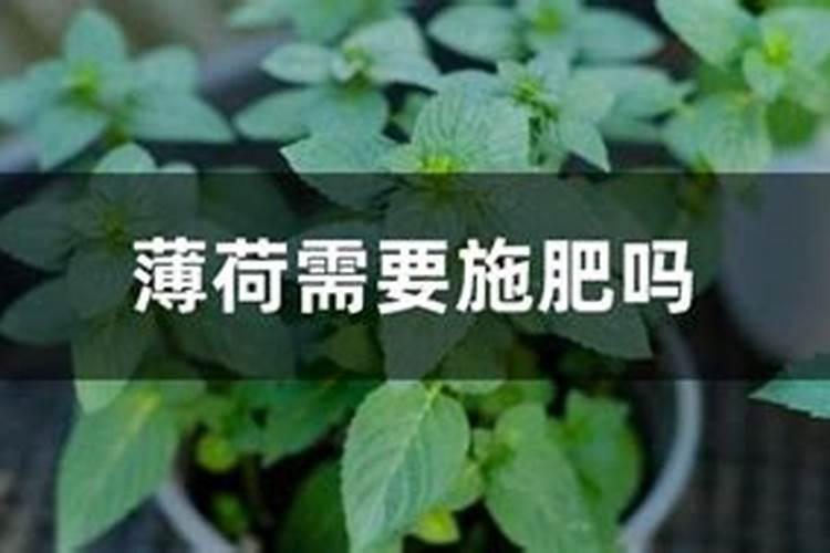 野生的风铃草该怎么家养？