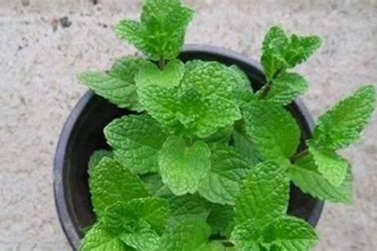 怎样给薄荷自制肥料