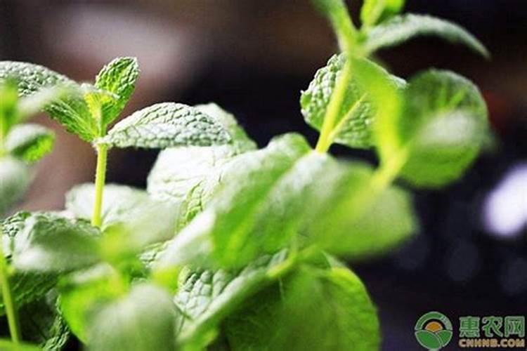 薄荷种植方法