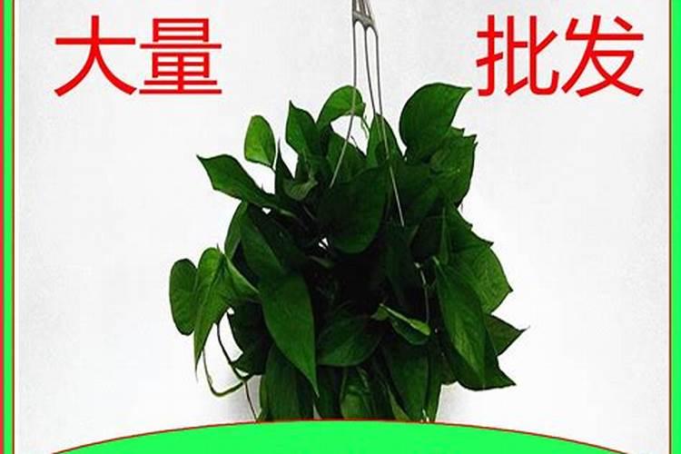绿萝用什么肥料最好