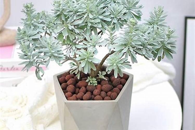 芙蓉菊如何繁殖