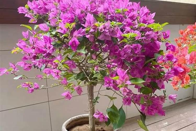 三角梅剪枝后不发芽