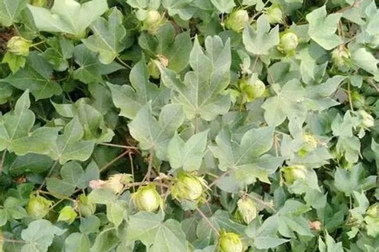 西葫芦秧子不旺,这是什么原因造成的？