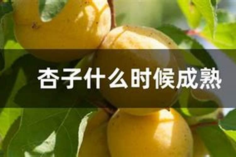 杏子树何时施肥合适