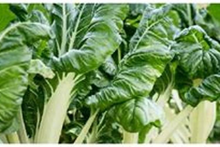 树木施肥过重如何解救？