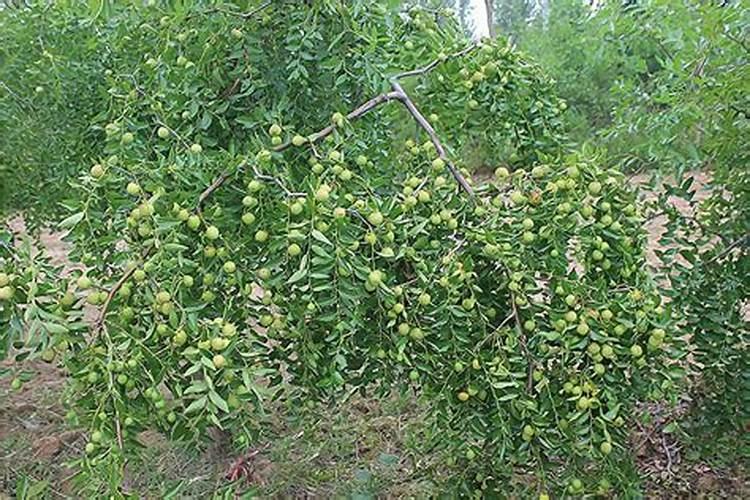 圆枣子。几月份开花结果？