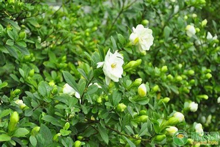 栀子花有花苞的话,用不用施肥？