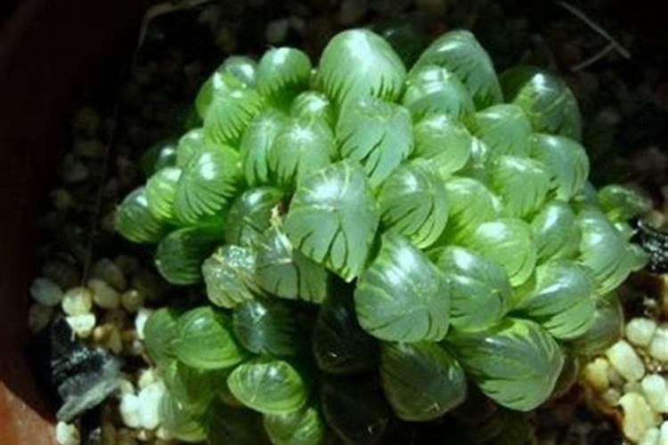 玉露怎么养殖 玉露养殖方法