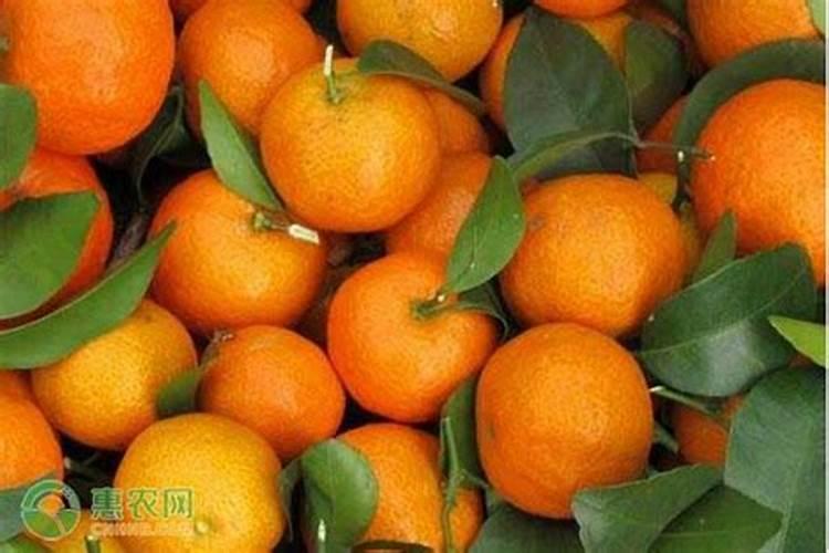 看望病人送水果什么水果好