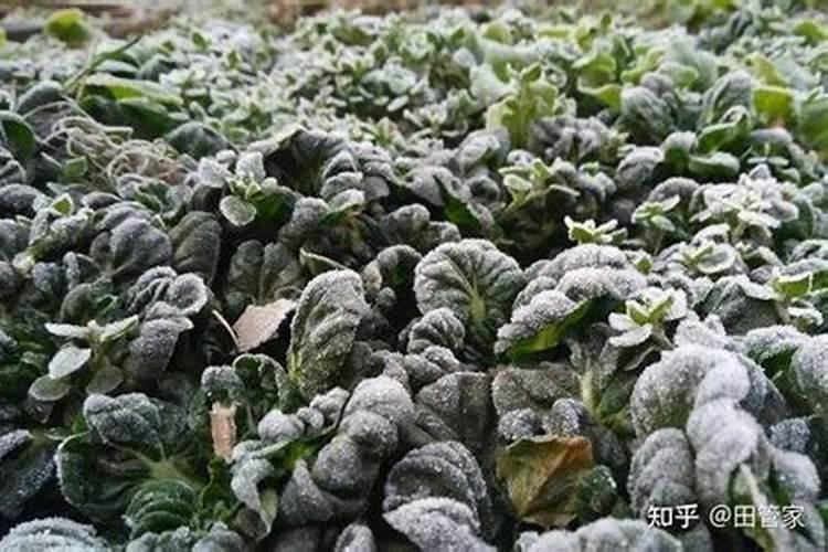 蔬菜出现霜冻状况后要怎样做来补救