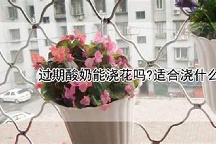 过期的酸奶可以浇花吗浇什么花