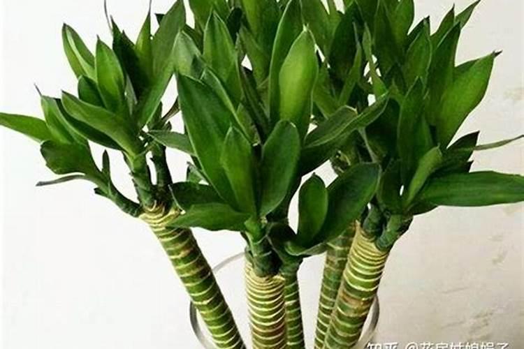 节节高富贵竹怎么养才能更旺盛