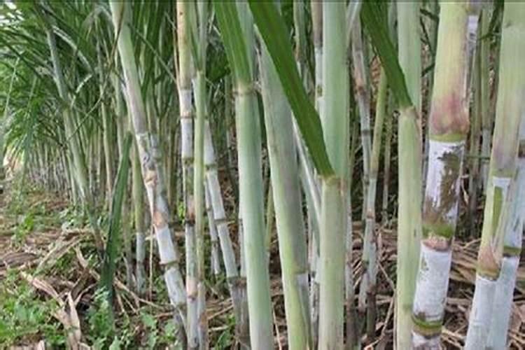 甘蔗施什么肥长得最快